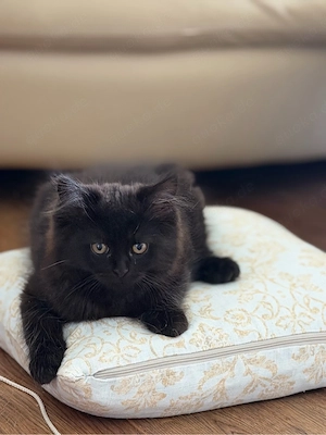   Süße Kitten suchen ihre Herzensmenschen Bild 2