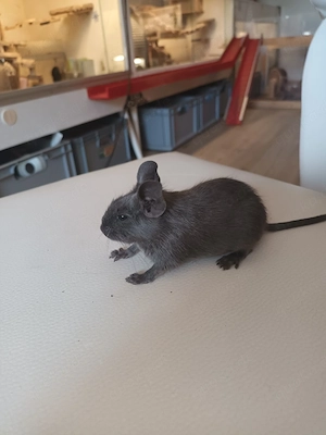 6 männliche Degus 
