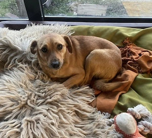 Nanni, kleine Labrador Mix Hündin 