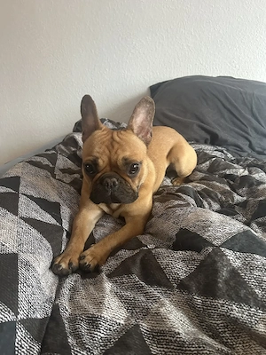 Französische Bulldogge 