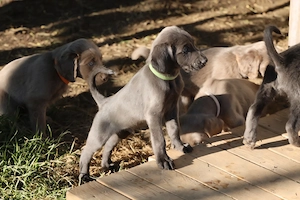 Langhaar weimaraner welpen 