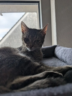 katze zu verkaufen 
