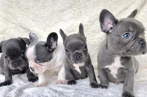 Premium Französische Bulldoggen Welpen mit Papieren  aus promovierter Zucht