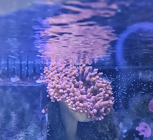 Wunderschöne Kupferanemone 