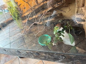 terrarium samt inhalt abzugeben 