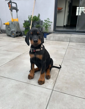 Hübscher, 12 Wochen alter Dobermann-Rüde