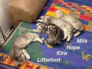 Wunderschöne BKH Kitten Mädchen abzugeben   liebevoll aufgezogen, geimpft & menschenbezogen