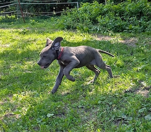 Deutsche Doggen Welpen in blau 