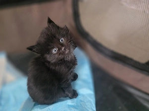 maine coon kitten 