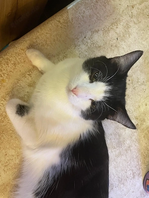 Schmusekater sucht liebevolles zu Hause gesucht 