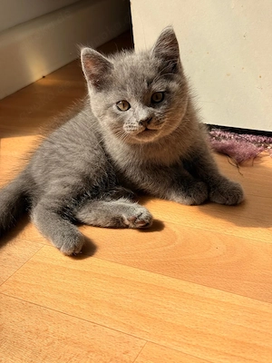 3 Kitten Kater abzugeben Siam Maicoon Mix