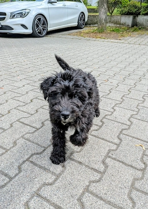 Pumpernickel - kleiner Pudelmischling 