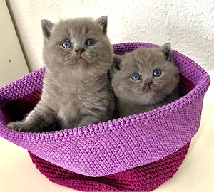 Reinrassige BKH Kitten in Blue