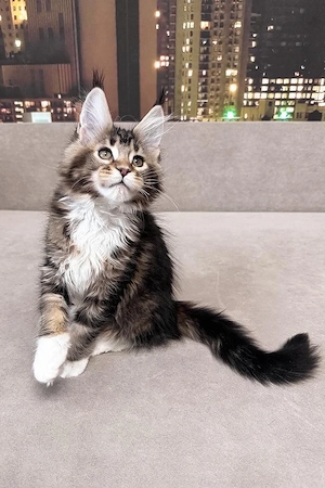 Liebenswertes und zutrauliches 5 Monate altes Katerchen   vollständig geimpft und bereit für ein neu Bild 4