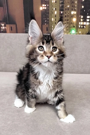 Liebenswertes und zutrauliches 5 Monate altes Katerchen   vollständig geimpft und bereit für ein neu Bild 3