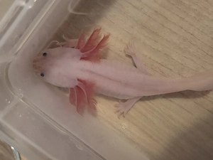 Axolotl zu verkaufen (Harlekin, Melanoid, Wildling)