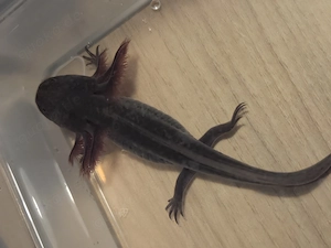 Axolotl zu verschenken (Harlekin, Melanoid, Wildling)