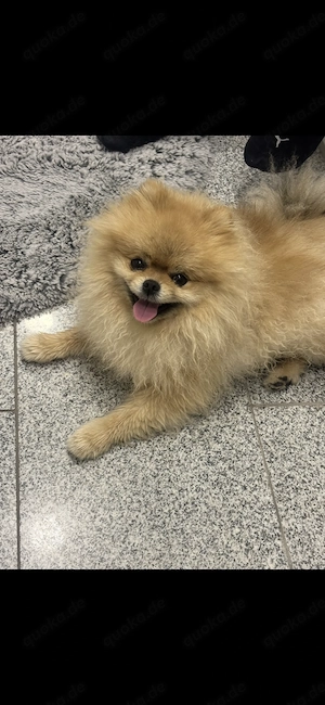 Pomeranian Zwergspitz 