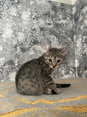BKH Kitten MIx