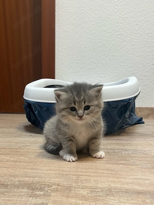 Baby katze sucht einen neuen zuhause  