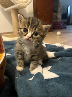 Baby katze sucht einen neuen zuhause 