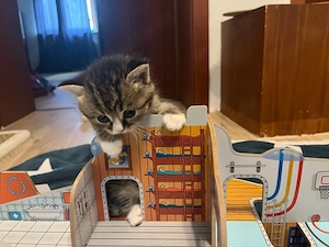 Baby katze sucht einen neuen zuhause  Bild 9