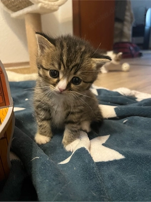 Baby katze sucht einen neuen zuhause  Bild 6