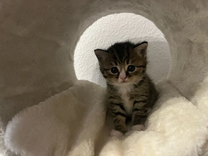 Baby katze sucht einen neuen zuhause  Bild 3