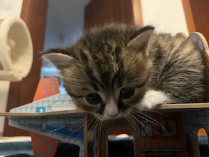 Baby katze sucht einen neuen zuhause  Bild 5