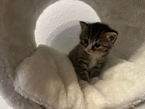 Baby katze sucht einen neuen zuhause  Bild 4