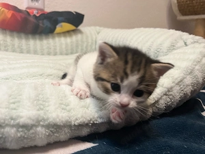 Baby katzen suchen einen neuen Zuhause  Bild 6