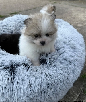 Pomeranian ( Zwergsitz )  Bild 2