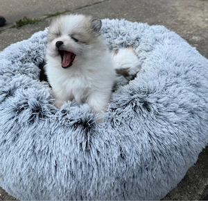 Pomeranian ( Zwergsitz )  Bild 3
