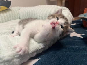 Baby katzen suchen einen neuen Zuhause 