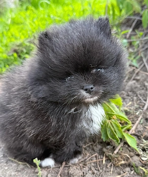 Pomeranian ( Zwergsitz ) 