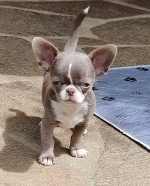 *Chihuahua Welpe Rüde Kuba ist wieder frei mit Ahnentafel*