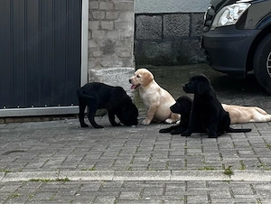 Labrador Welpen