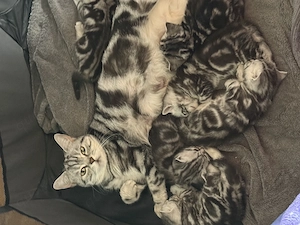 Reinrassige Bkh Kitten.