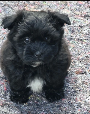 Midnight Fluffball - Entzückender schwarzer Welpe bereit für ein liebevolles Zuhause   