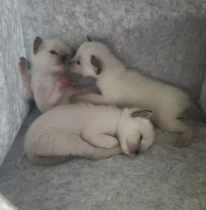 Wunderschöne Siamkatzen Mädchen 