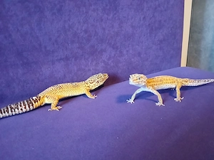 Leoparden Geckos