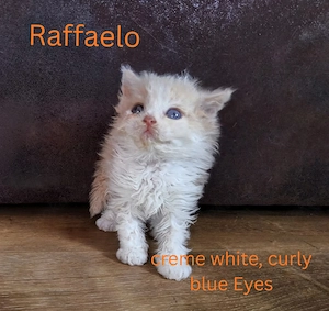 Selkirk Rex mit saphierblauen Augen. Noch Kater zu vergeben  Bild 5