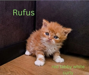 Selkirk Rex mit saphierblauen Augen. Noch Kater zu vergeben  Bild 8