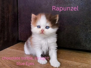 Selkirk Rex mit saphierblauen Augen. Noch Kater zu vergeben  Bild 7