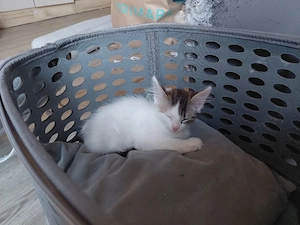 baby katze sucht zuhause 