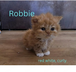 Selkirk Rex mit saphierblauen Augen. Noch Kater zu vergeben  Bild 3