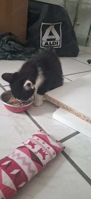 Geschwister Kitten 