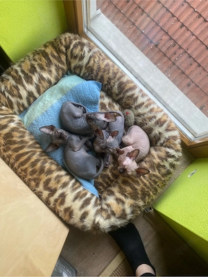 Canadien Sphynx Kitten