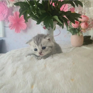     Wunderschöne BKH-Kitten (Reinrassig) suchen ihr Traumzuhause!   