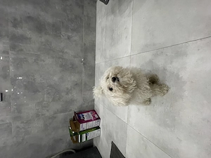 Süßer maltipoo zum abgeben 2 Jahre alt, rüde